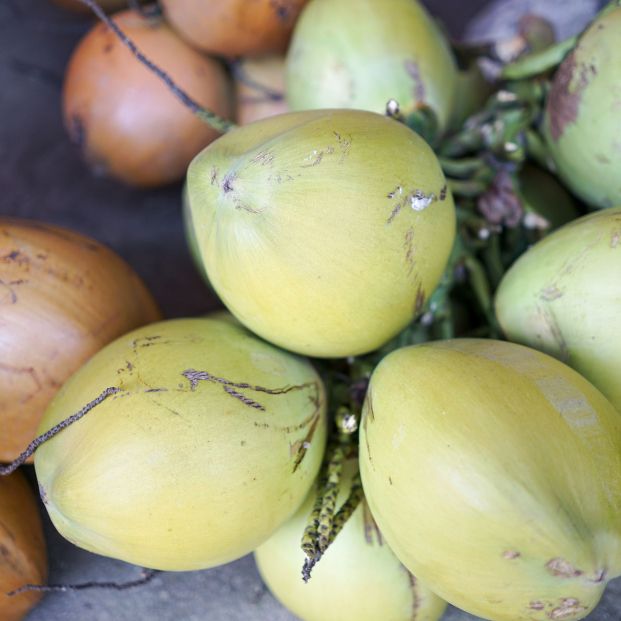 bigstock A Pile Of Tropical Coconuts Fr 376976206