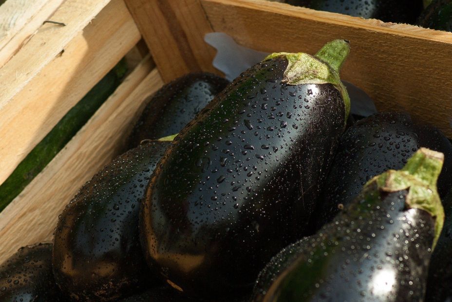 eggplant 1707629 1920