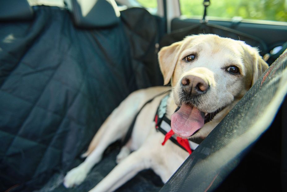 Mascotas en coche - Foto: Bigstock