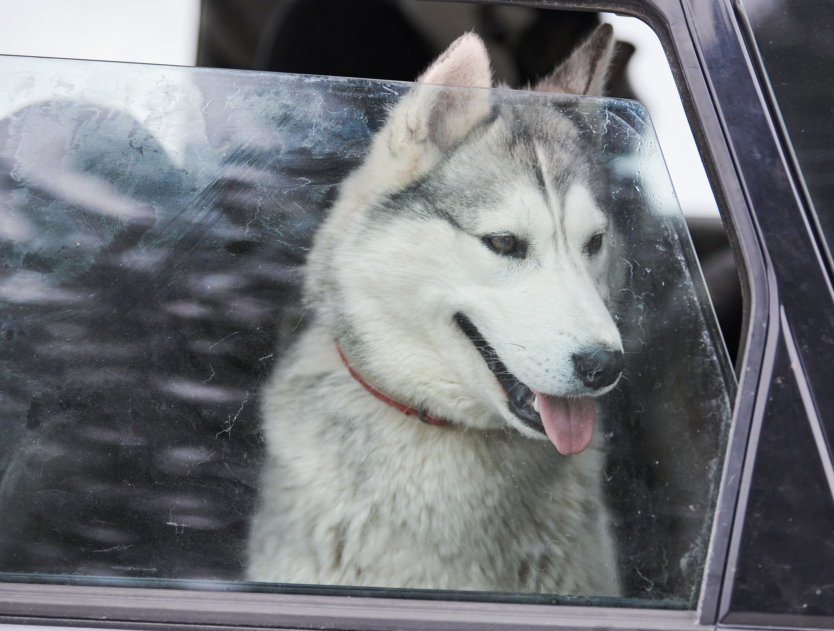 Los sistemas de seguridad para viajar en coche con tu mascota. Foto: Bigstock 
