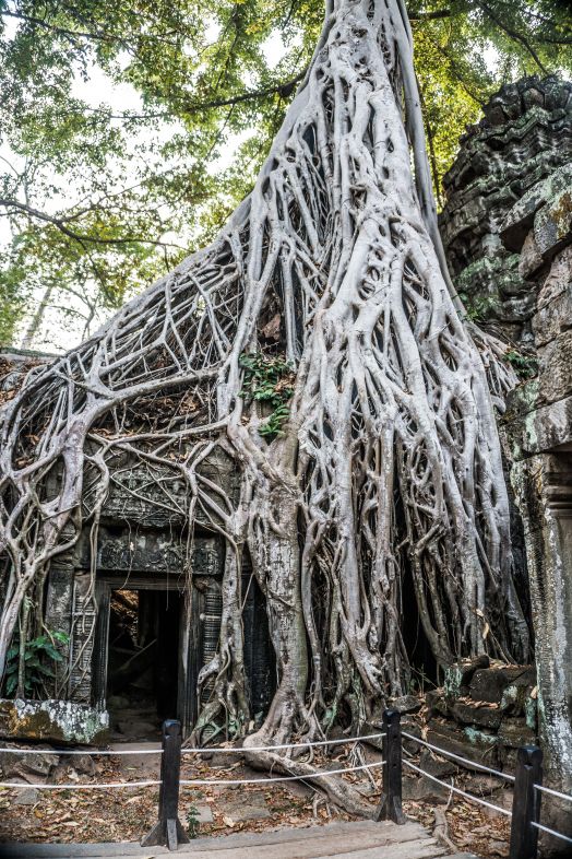 bigstock Huge Banyan Tree Ancient Angko 366748993