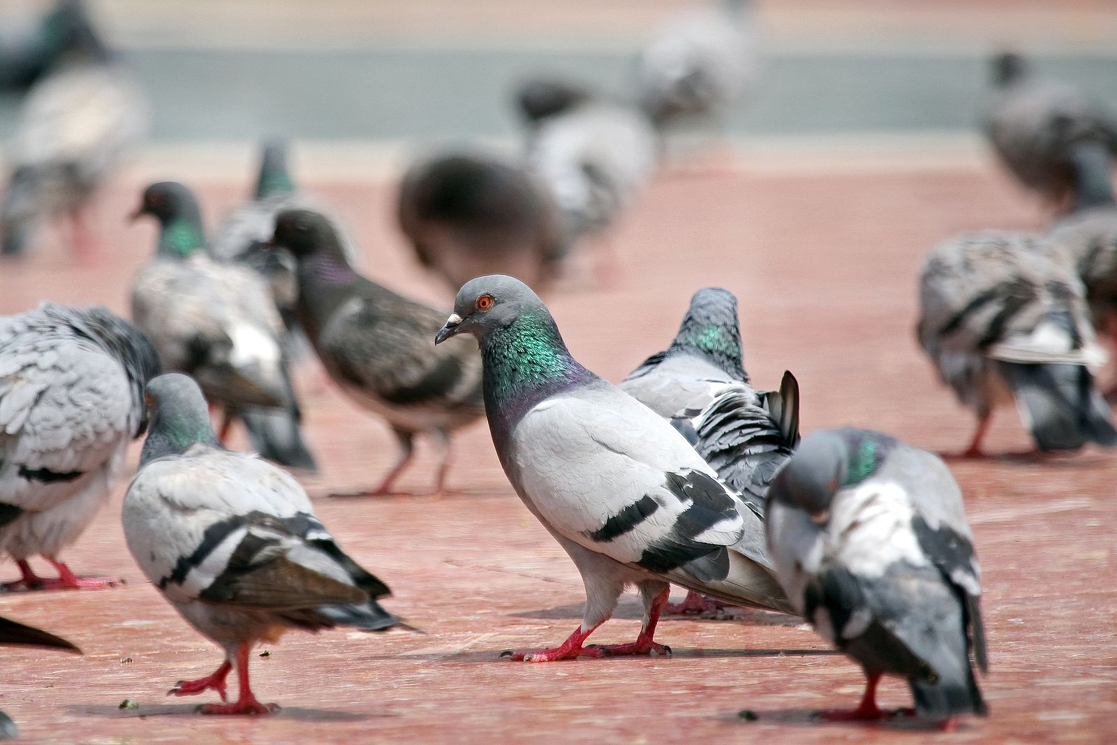 Así ha conseguido Barcelona reducir a la mitad la población de palomas en sus calles
