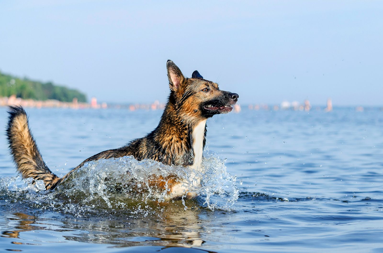 ¿Es peligroso que mi perro beba agua del mar?