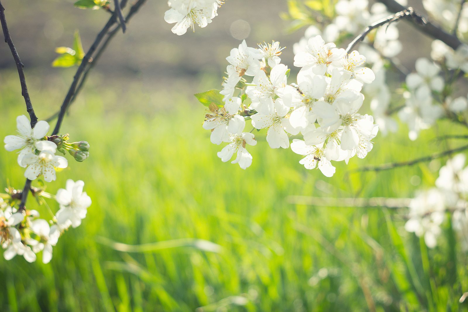 Cómo se celebra el equinoccio de primavera?