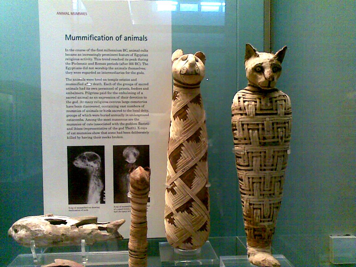 Momias de animales del antiguo Egipto 'reviven' gracias al escaneo 3D.