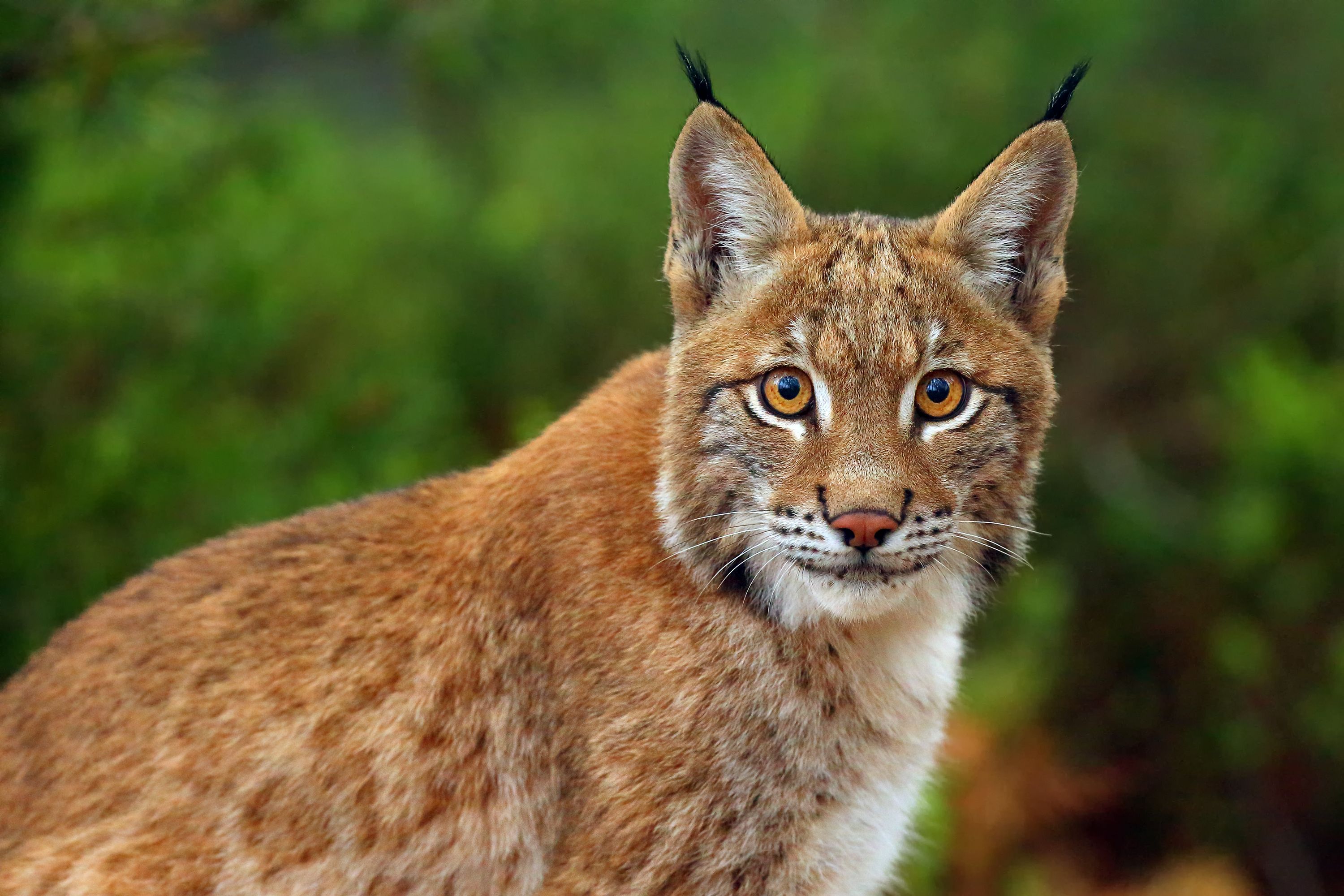 El confinamiento aumenta los atropellos de lince ibérico