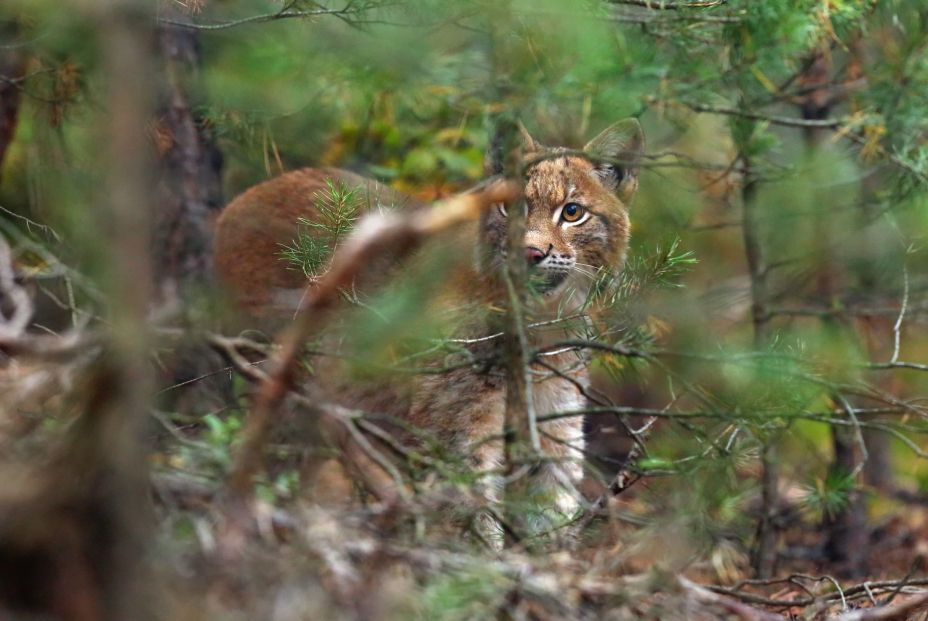 bigstock The Eurasian Lynx lynx Lynx  354577163