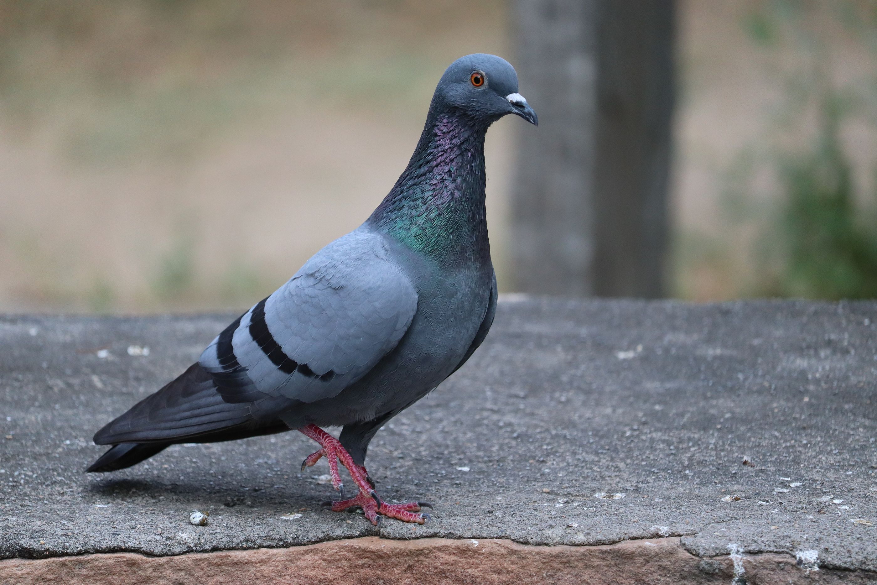 El cráneo de los pájaros no cambió tras la extinción de los dinosaurios, como se pensaba