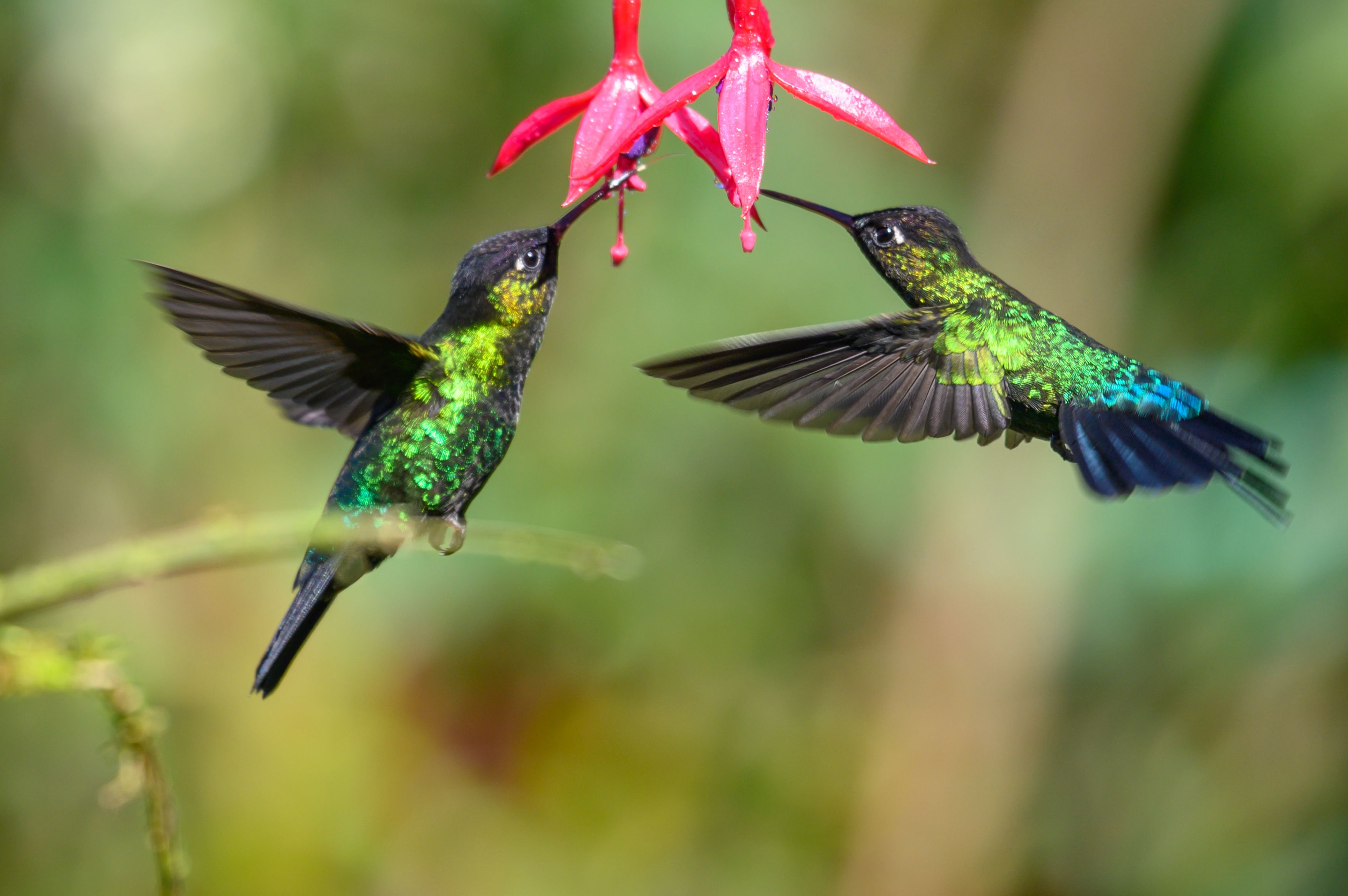 ¿Por qué tienen alas los pájaros?