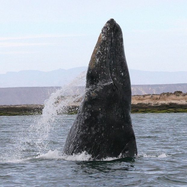 Ballena gris