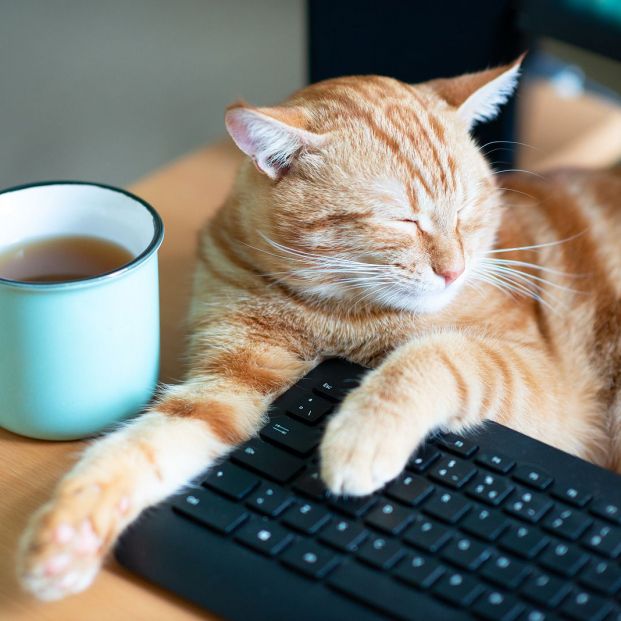 ¿Puedo dejar la herencia a mi mascota? ¿Puedo dejar la herencia a mi mascota?