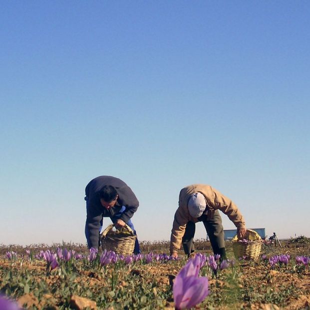 Recolección azafrán en Castilla La Mancha (https://doazafrandelamancha.com)