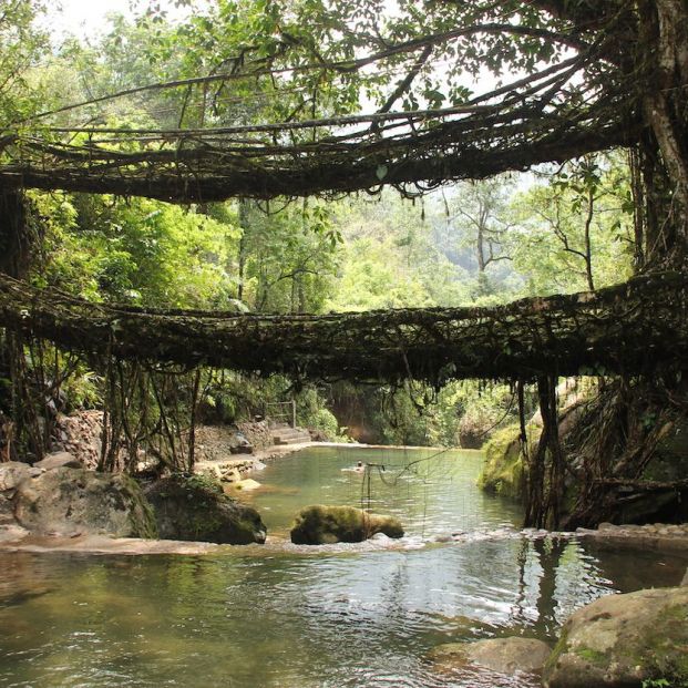 Living root bridges, India