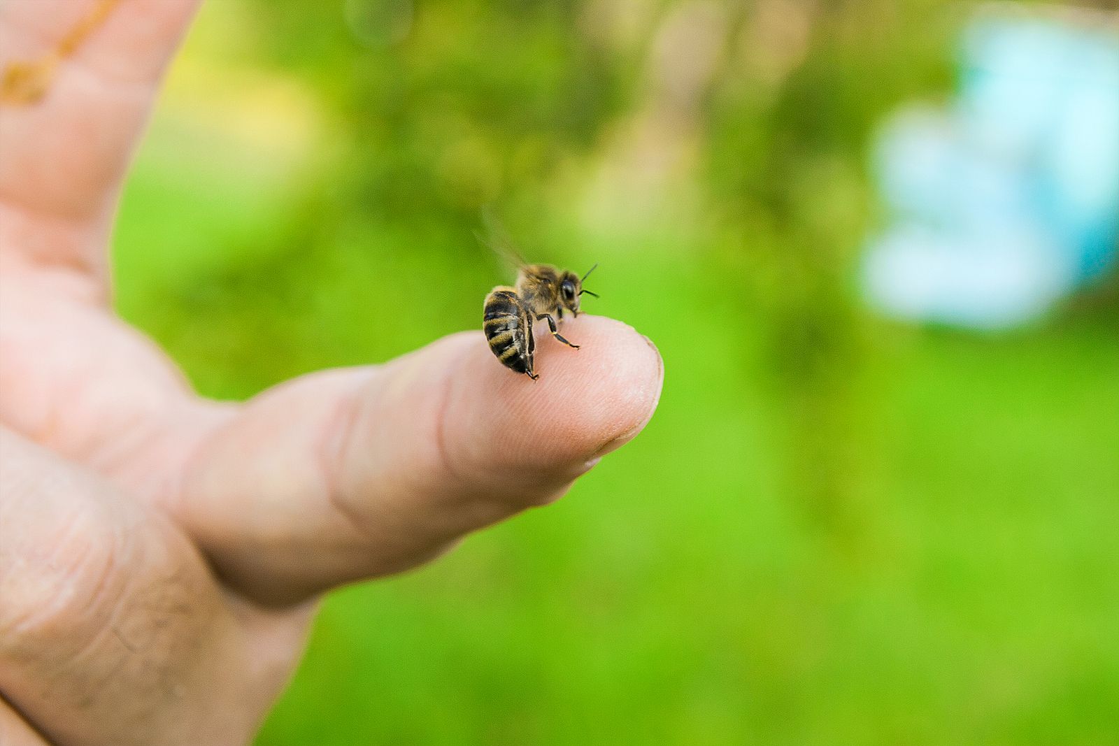 Veneno de abeja, ¿la nueva terapia contra el cáncer de mama?