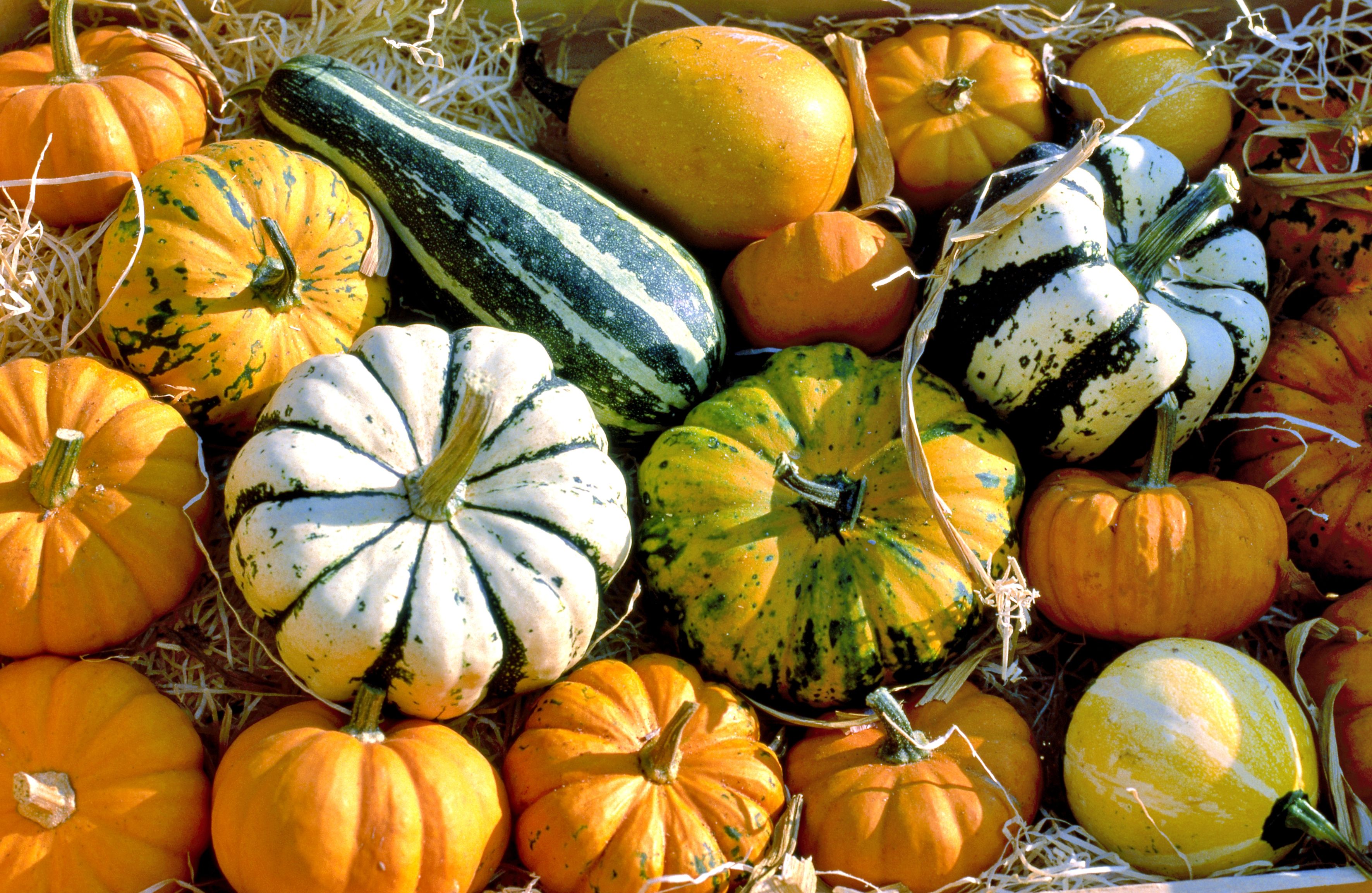 Llega el otoño y estas son las verduras de temporada