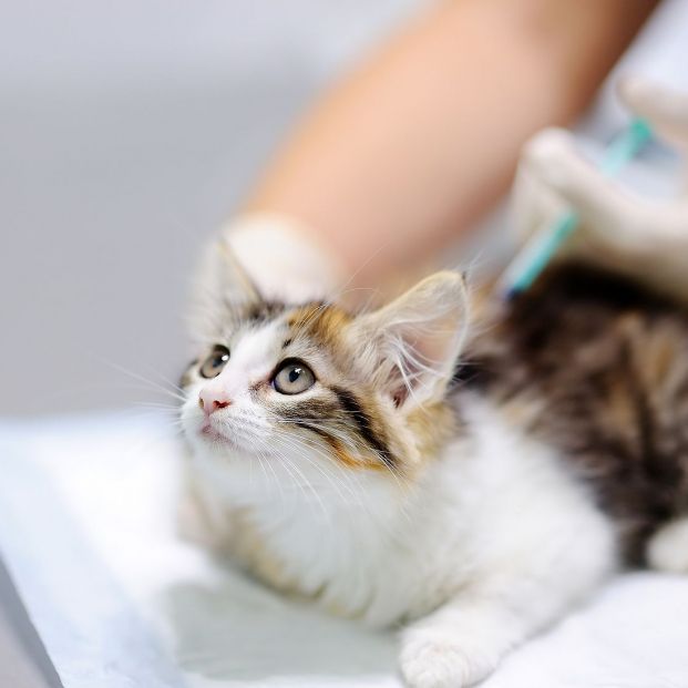 Confirmado: los gatos pueden contagiarse de coronavirus pero no trasmitirlo a las personas