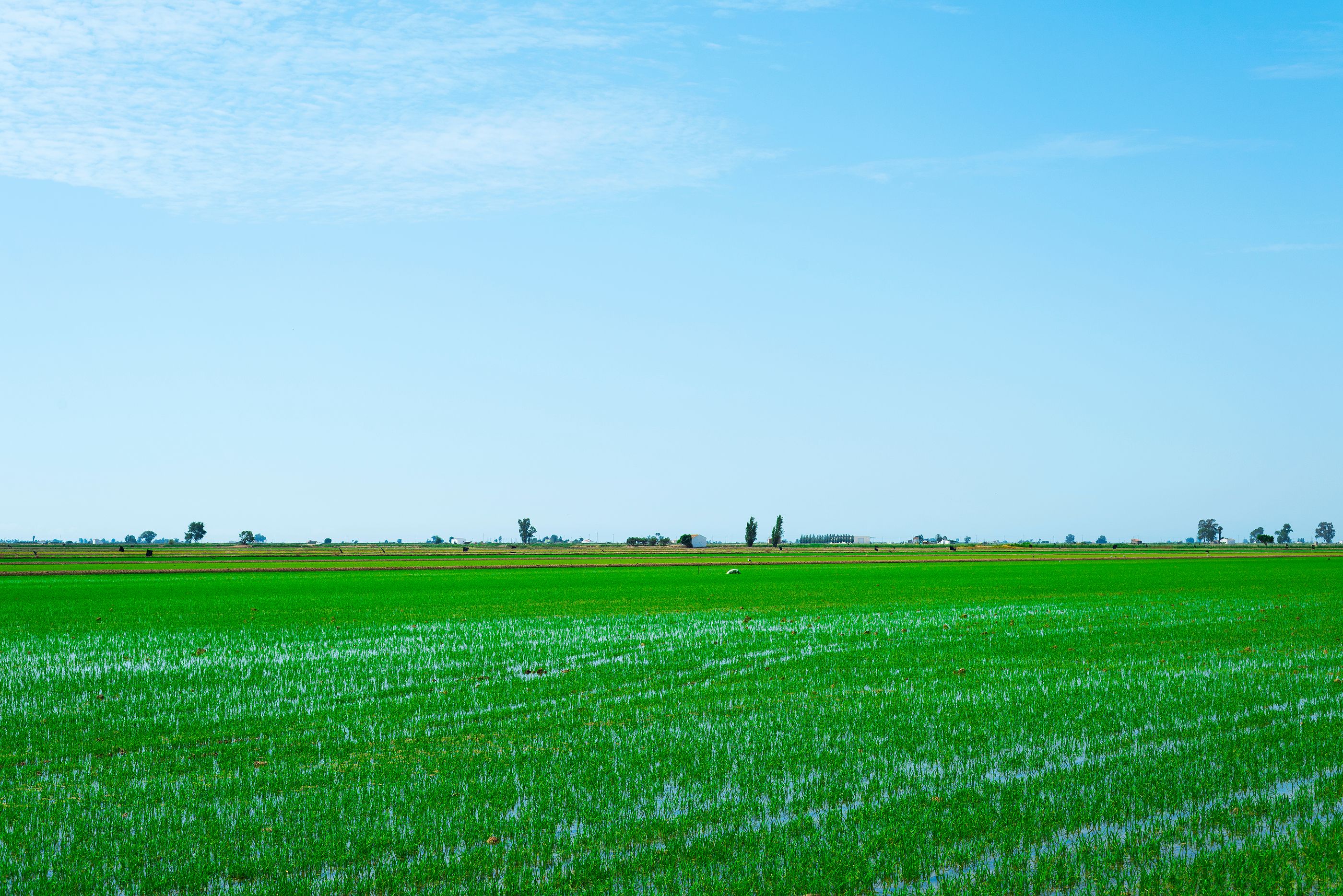 El arroz que se cultiva en el Delta del Ebro