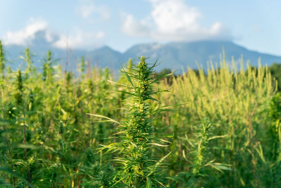 bigstock Close Up Photo Of Marijuana Pl 328109278