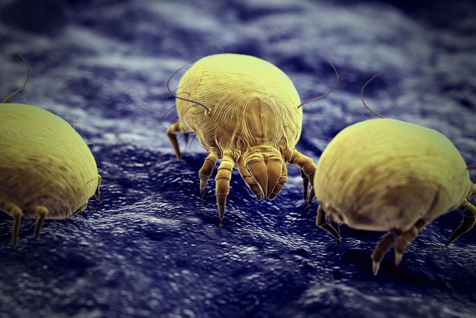  dust mite allergy