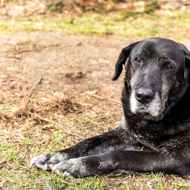 bigstock Old Sick Dog Lying On Meadow  354851501