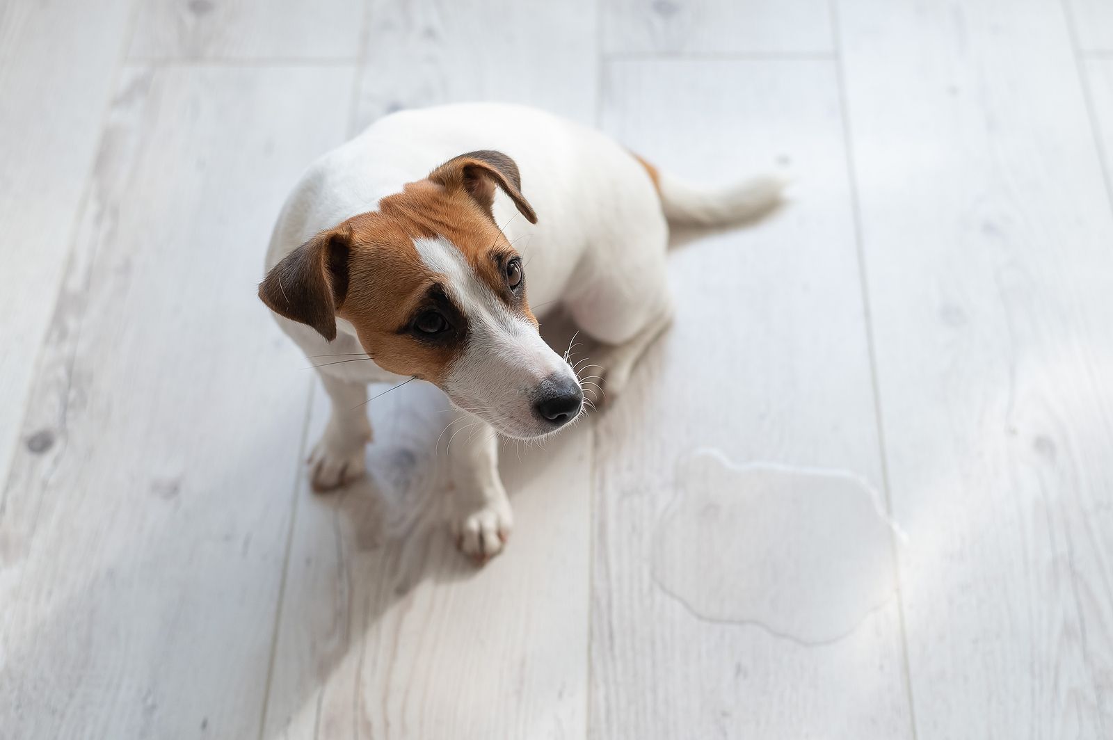 Trucos naturales para eliminar el mal olor de la orina de perro