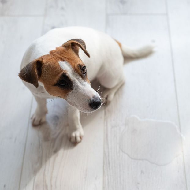 Trucos naturales para eliminar el mal olor de la orina de perro