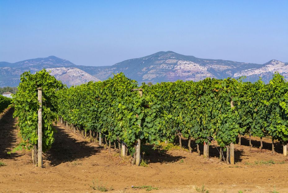 bigstock Vineyard With Growing Red Wine 318356398