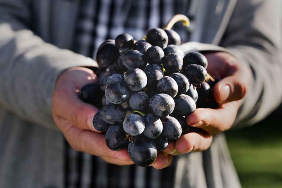 bigstock Man Crop Ripe Bunch Of Black G 328485856