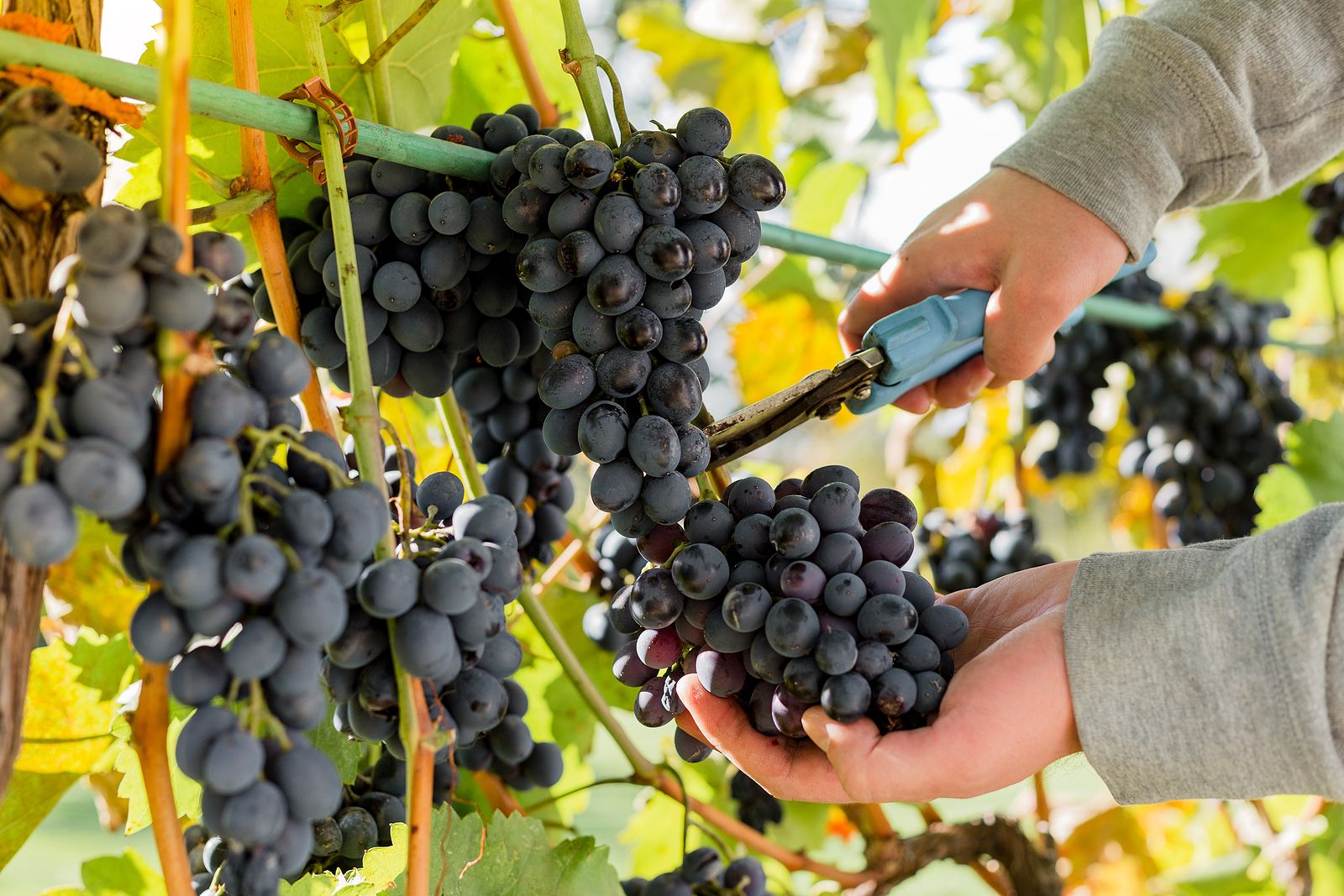 ¿Sabías que las uvas tienen propiedades laxantes?