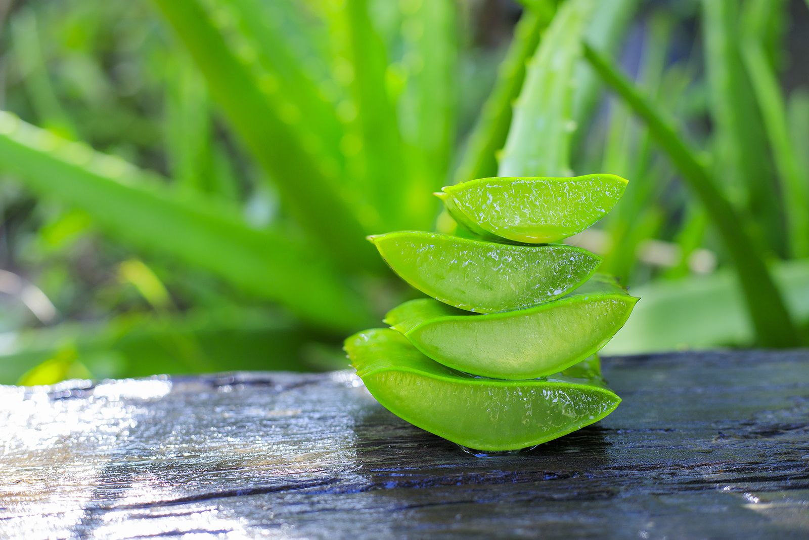 ¿Se puede cocinar con Aloe Vera?