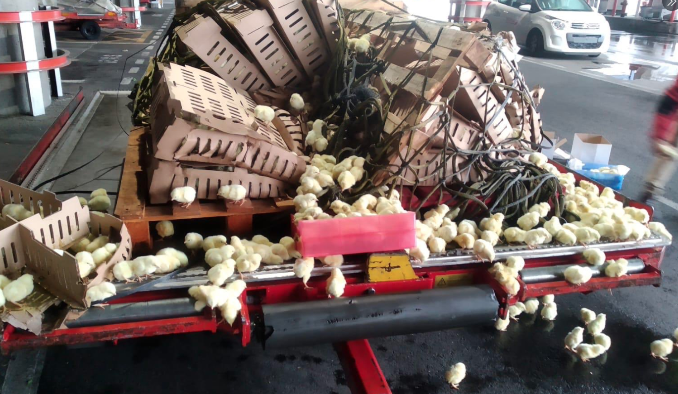Piden ayuda para salvar 20.000 pollitos abandonados en aeropuerto de Barajas