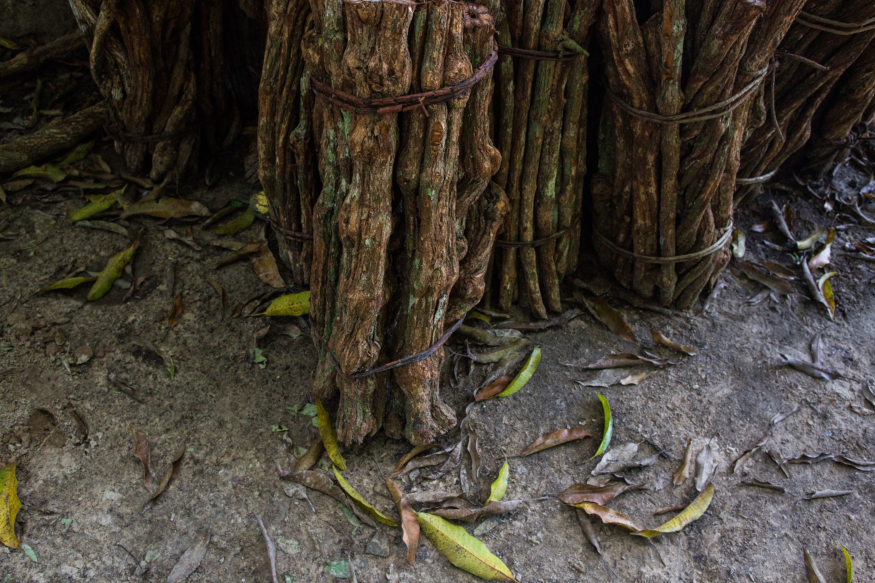 Descubren que la ayahuasca fomenta la formación de nuevas neuronas