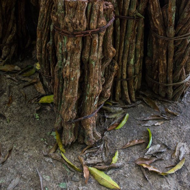 Descubren que la ayahuasca fomenta la formación de nuevas neuronas