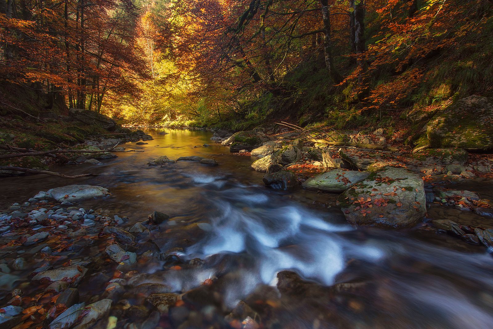 5 bosques en los que perderte este otoño