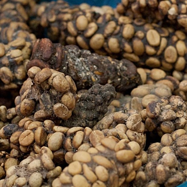 Café Kopi Luwak