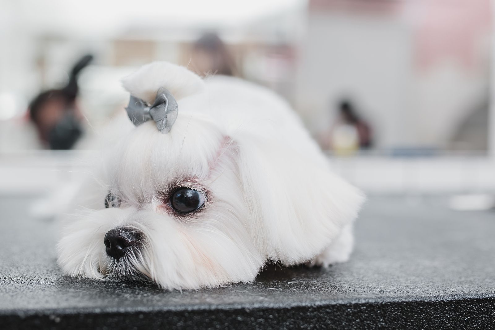 Así afecta el cambio de estación a tu mascota, según los científicos