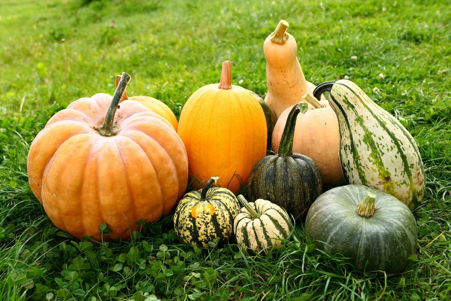 Toma nota de estas ideas para incorporar la calabaza a tus platos