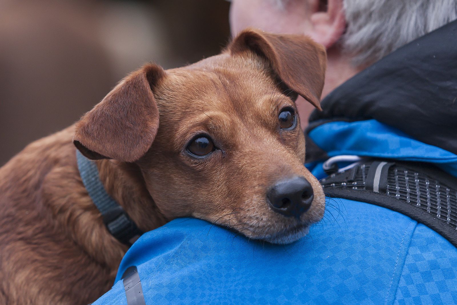 Los beneficios de conectar emocionalmente con los perros