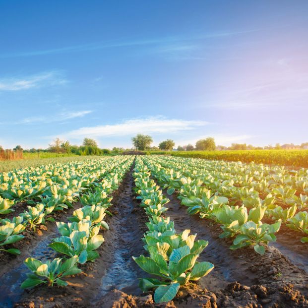 Cultivar con productos de temporada de primavera (bigstock)