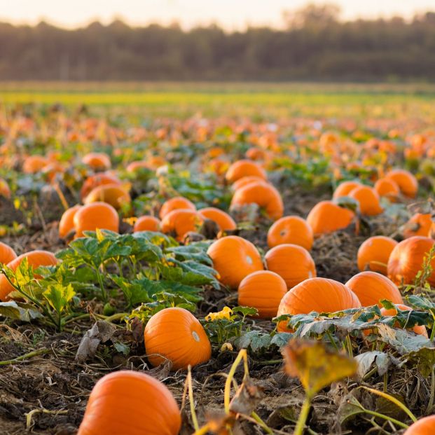 Cultivo de calabazas, alimento de temporada (bigstock)