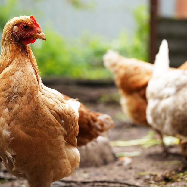 bigstock Chicken Standing On A Rural Ga 368033536