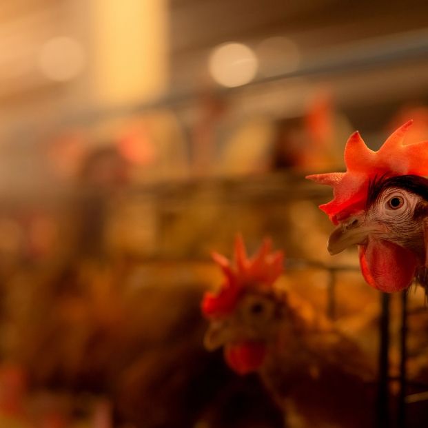 bigstock Chicken Farm Egg laying Chick 334879030 bigstock Chicken Farm Egg laying Chick 334879030