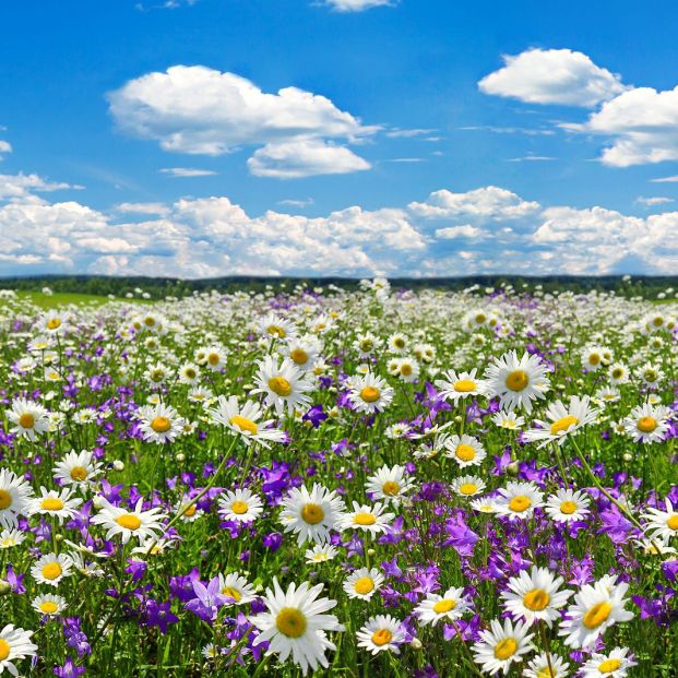 Qué efectos provoca la primavera en los mayores?