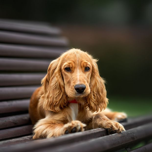 Cocker Spaniel  (Bigstock)