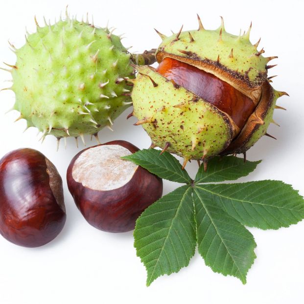 bigstock Group of horse chestnut fruits 384666248