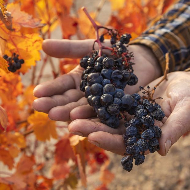 garnacha