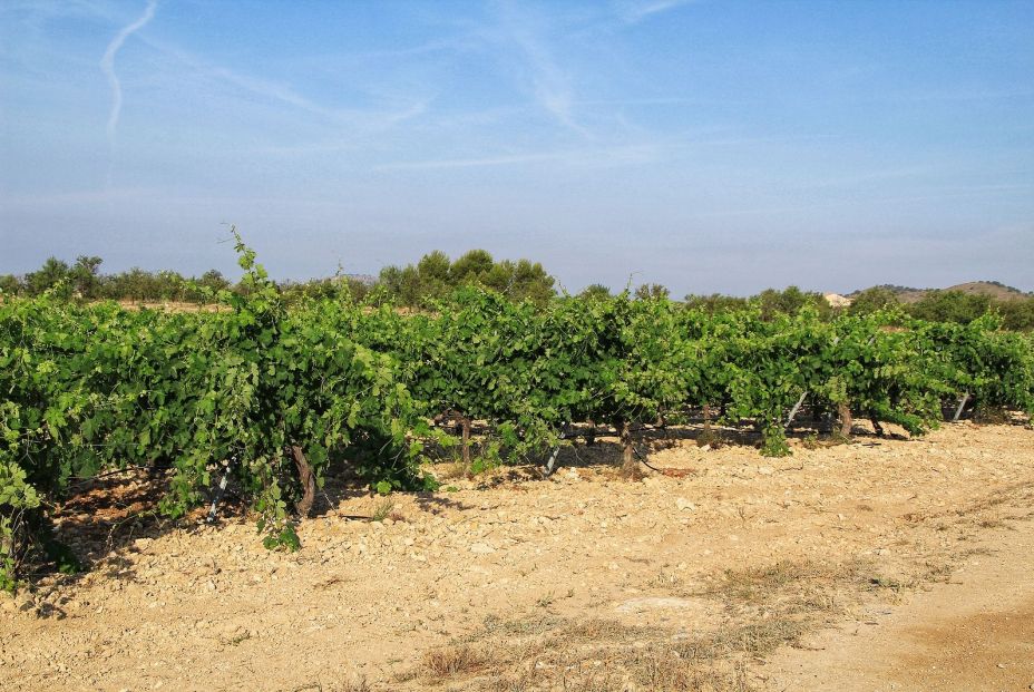 monastrell monastrell