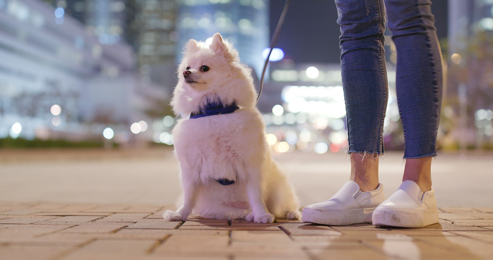 Estado de alarma: ¿Puedo sacar a pasear al perro durante el toque de queda?