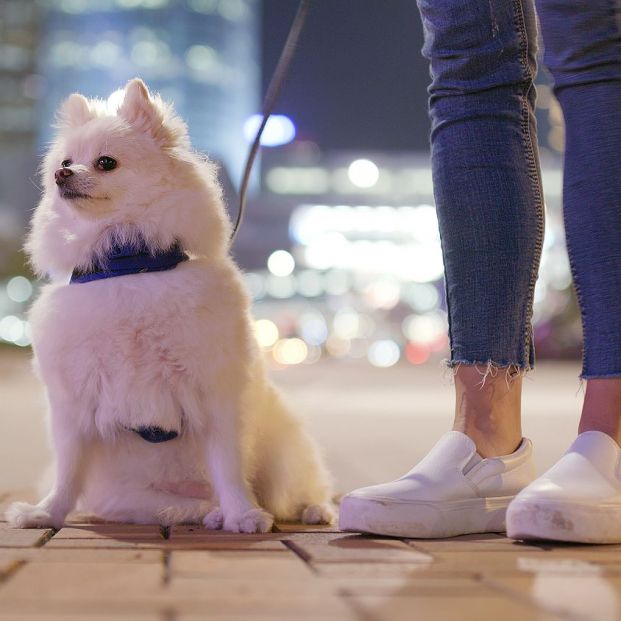 Estado de alarma: ¿Puedo sacar a pasear al perro durante el toque de queda?