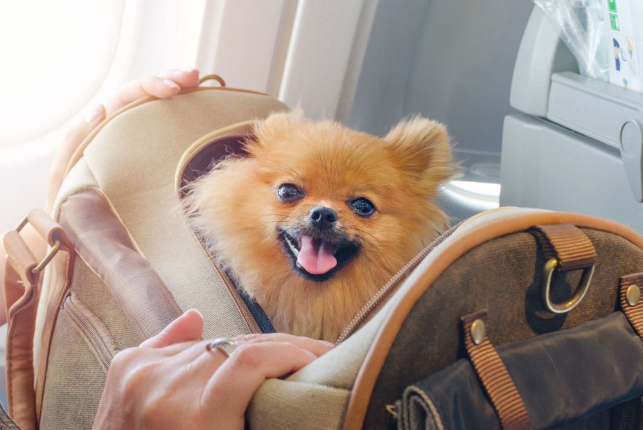 Las aerolíneas endurecen los requisitos de embarque para mascotas tras nueva regulación europea